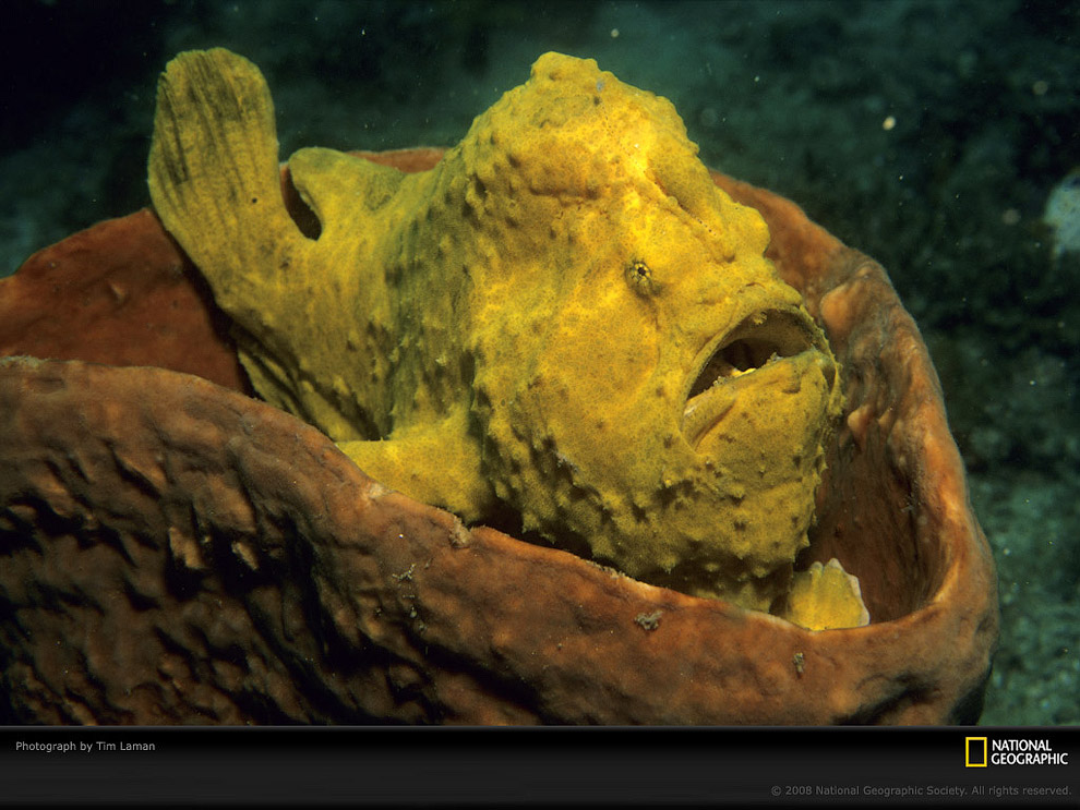 12 удивительных морских существ 12 удивительных морских существ