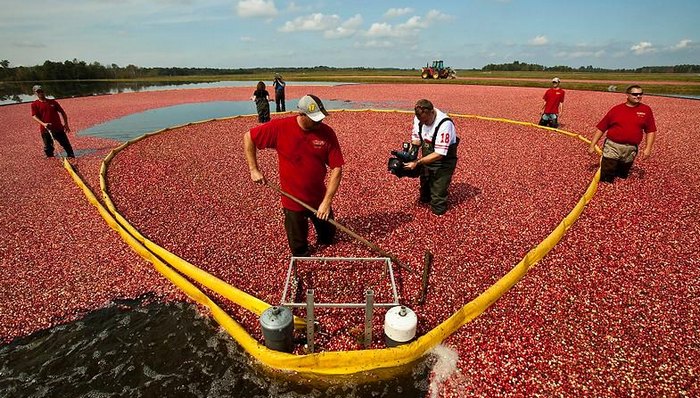 Как выращивают клюкву в США