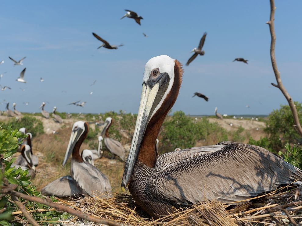 National Geographic: лучшие фотографии декабря