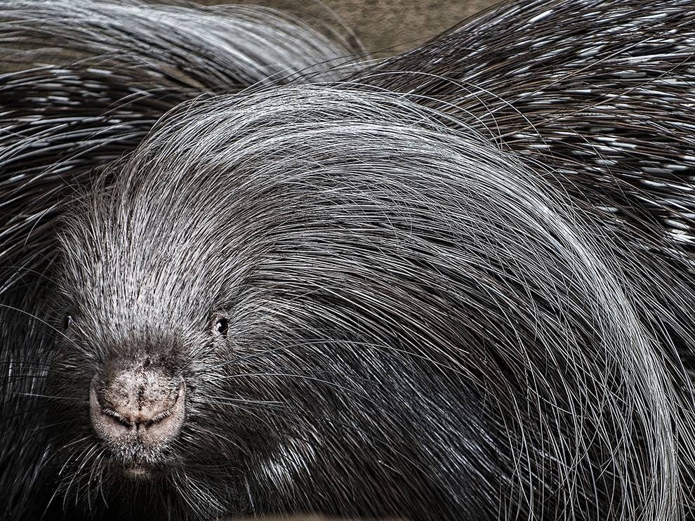 National Geographic: лучшие фотографии декабря