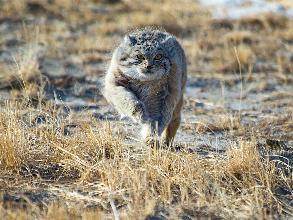 National Geographic: лучшие фотографии декабря