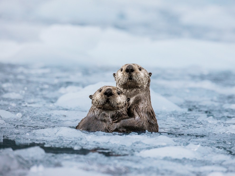 National Geographic: лучшие фотографии декабря