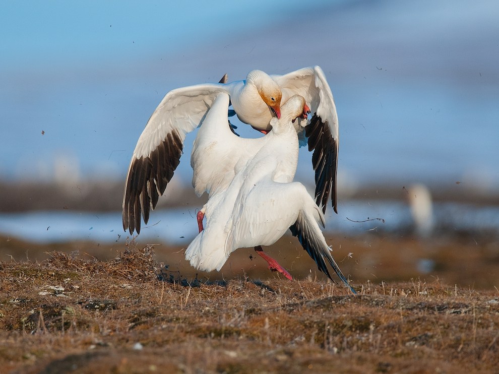 National Geographic: лучшие фотографии декабря