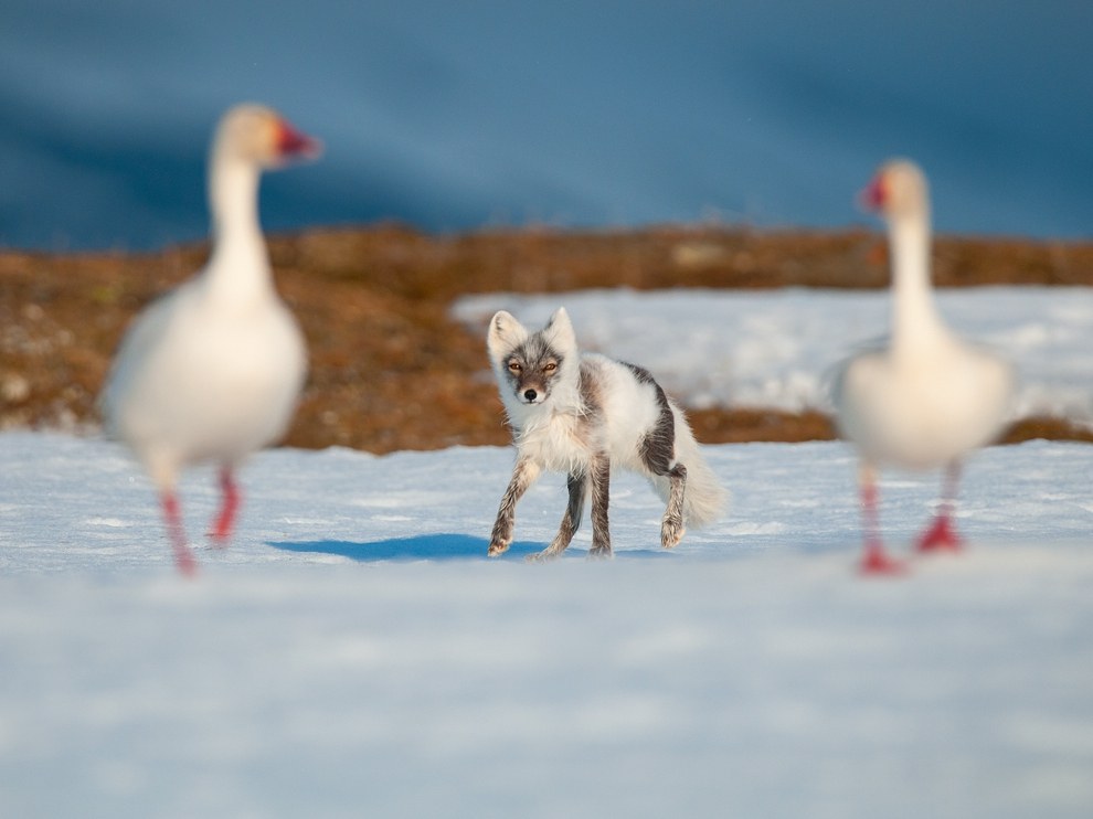 National Geographic: лучшие фотографии декабря