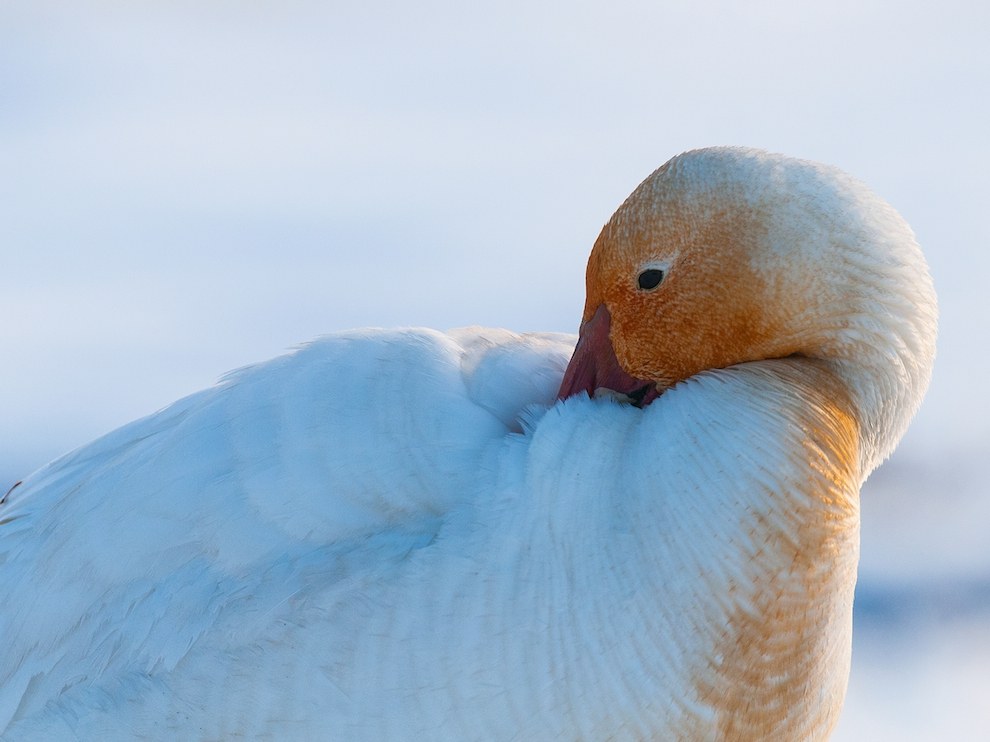 National Geographic: лучшие фотографии декабря
