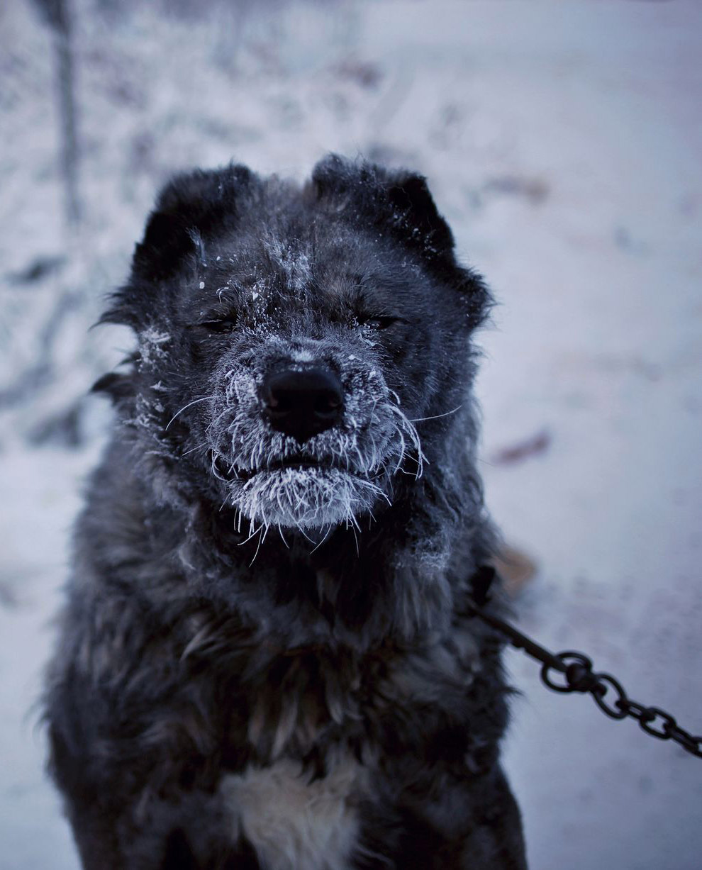 Там, где живет зима