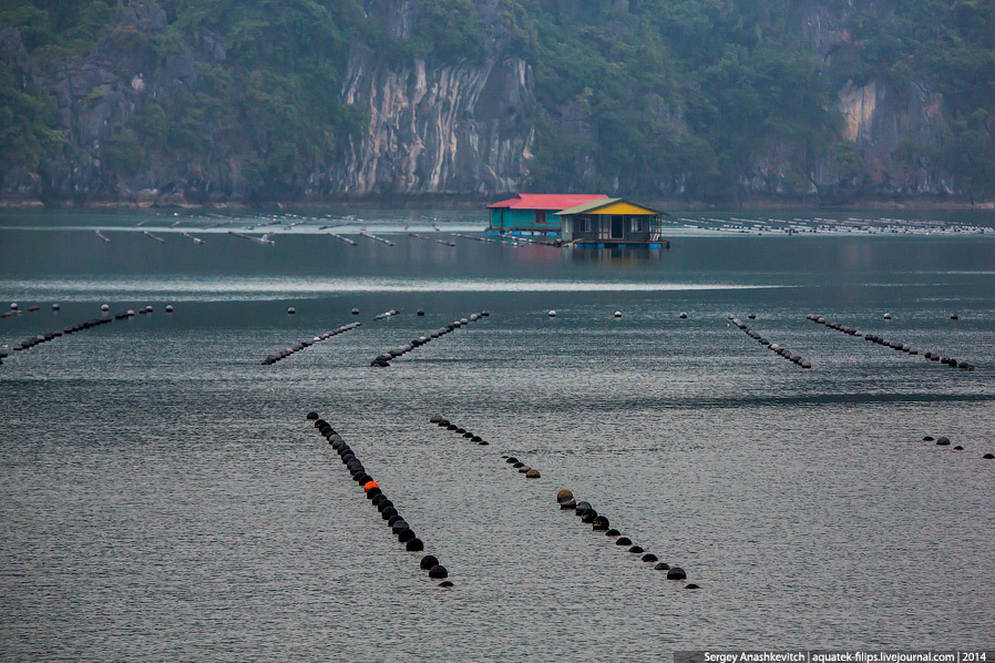 Производство жемчуга