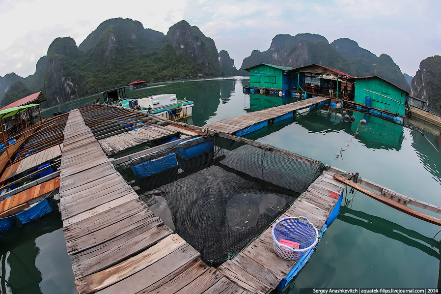 Производство жемчуга