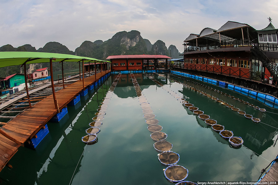 Производство жемчуга