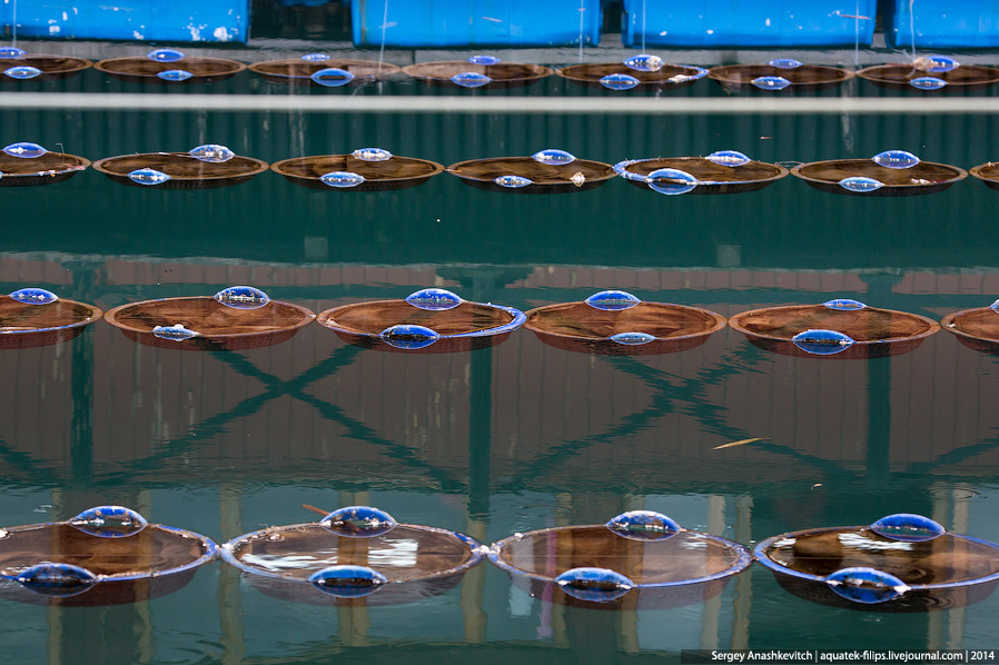 Производство жемчуга