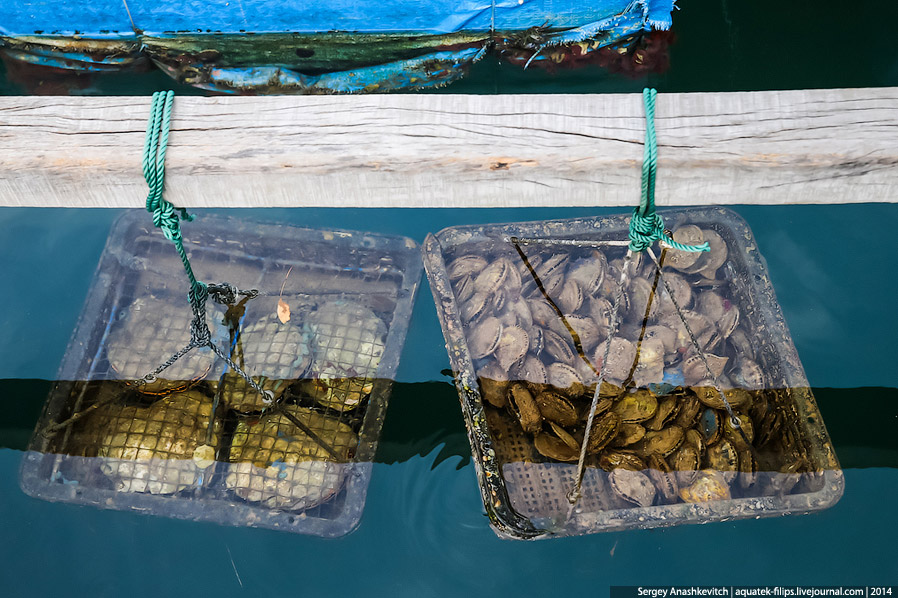 Производство жемчуга