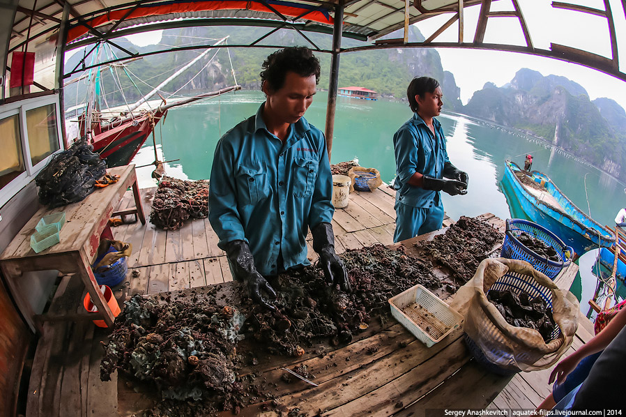 Производство жемчуга