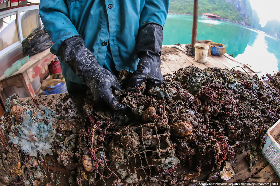 Производство жемчуга