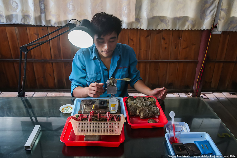 Производство жемчуга