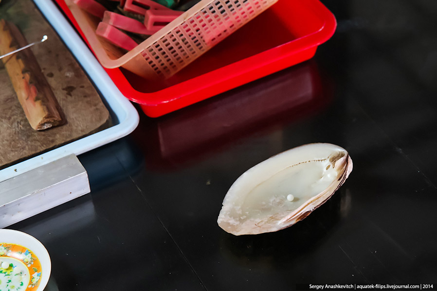 Производство жемчуга