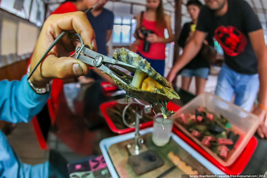 Производство жемчуга