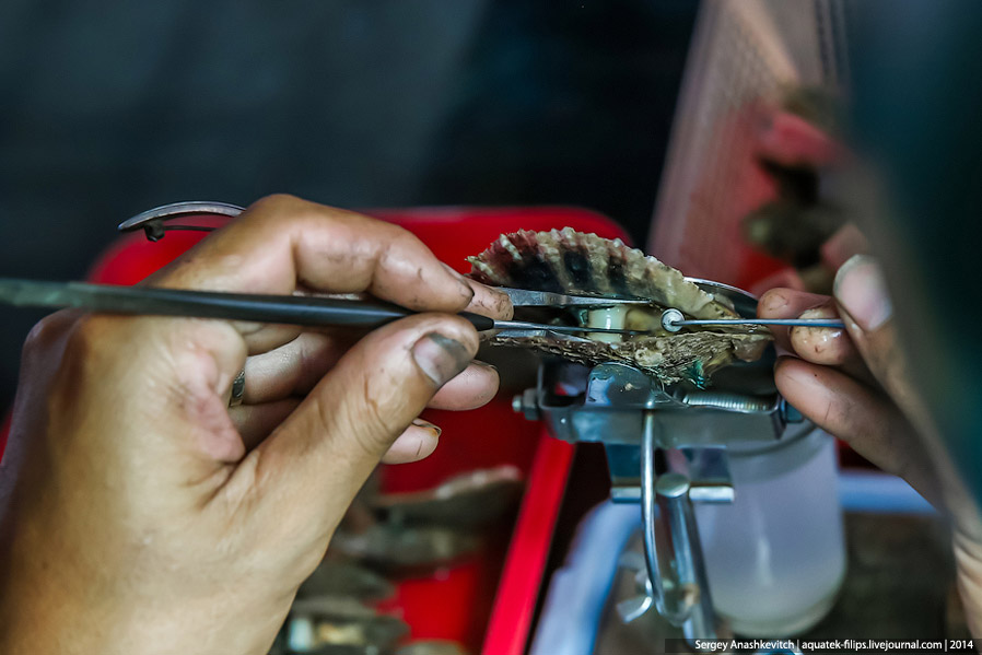 Производство жемчуга