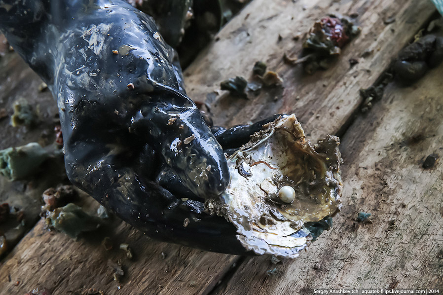 Производство жемчуга