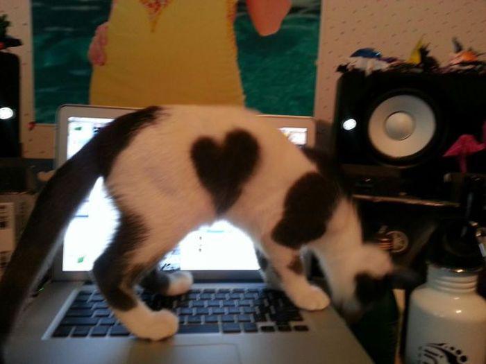 Прикольные картинки