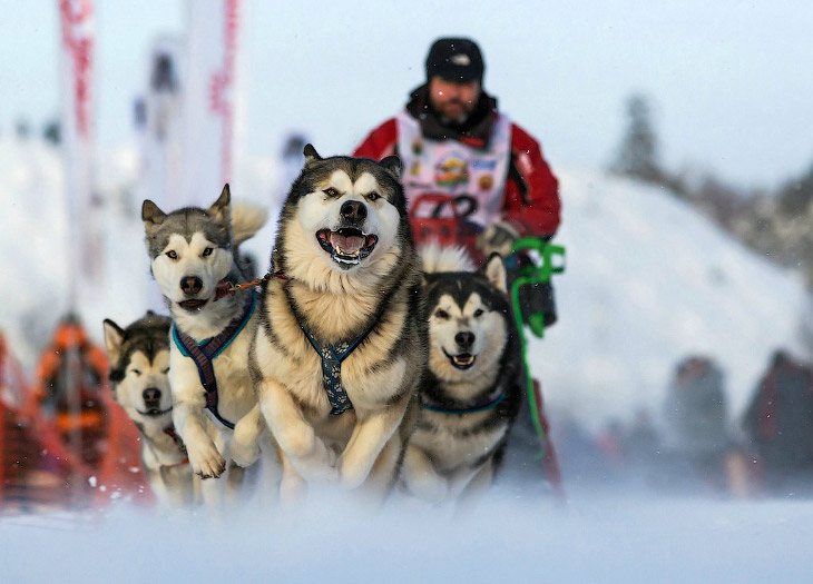 Гонка на собачьих упряжках «По земле Сампо»