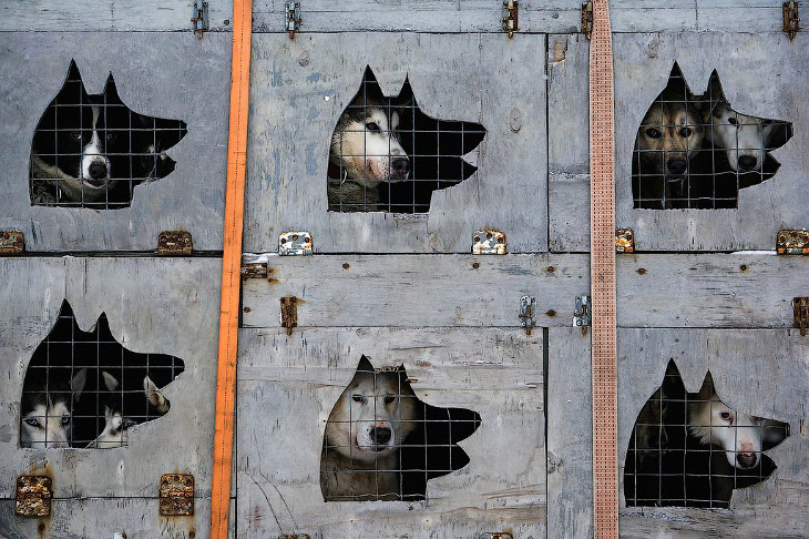 Гонка на собачьих упряжках «По земле Сампо»