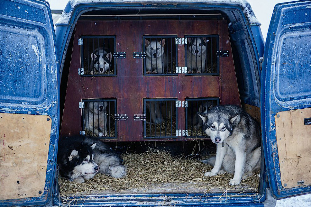 Гонка на собачьих упряжках «По земле Сампо»