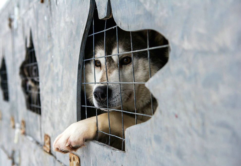 Гонка на собачьих упряжках «По земле Сампо»
