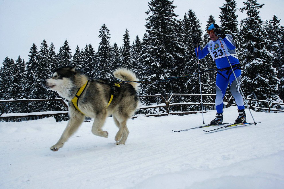 Гонка на собачьих упряжках «По земле Сампо»