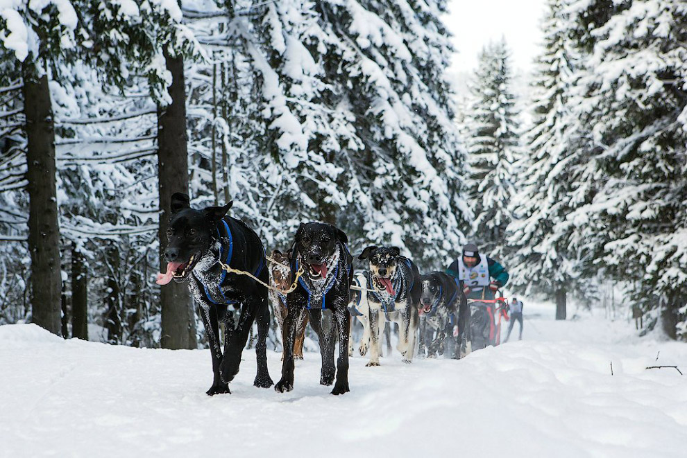 Гонка на собачьих упряжках «По земле Сампо»
