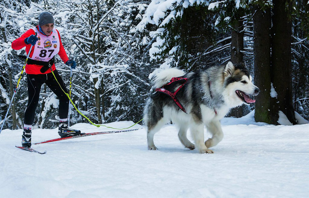 Гонка на собачьих упряжках «По земле Сампо»