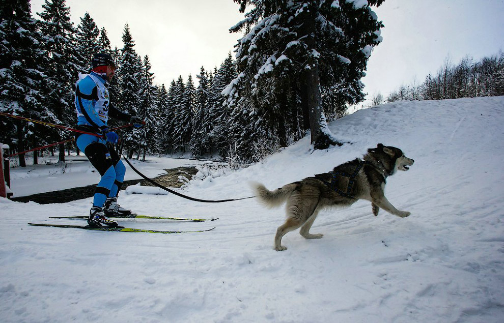 Гонка на собачьих упряжках «По земле Сампо»