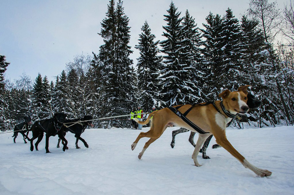 Гонка на собачьих упряжках «По земле Сампо»