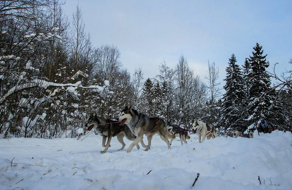 Гонка на собачьих упряжках «По земле Сампо»