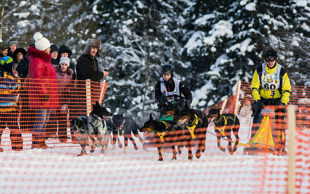 Гонка на собачьих упряжках «По земле Сампо»
