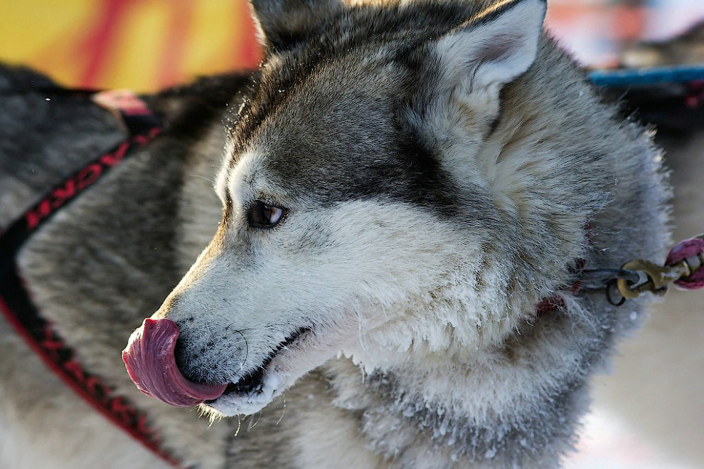 Гонка на собачьих упряжках «По земле Сампо»