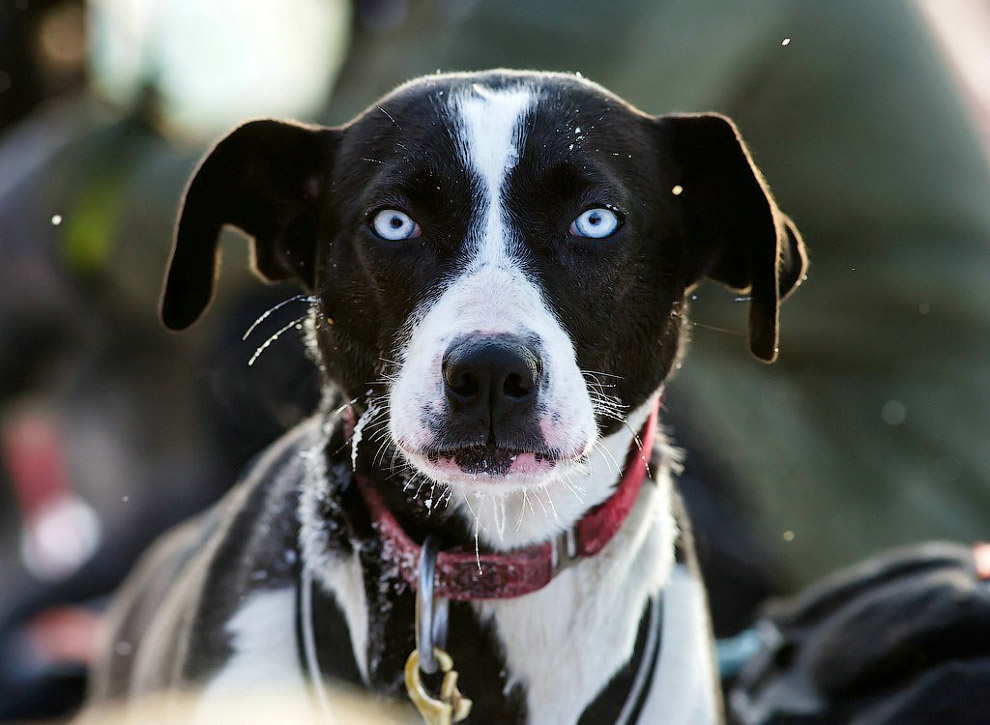 Гонка на собачьих упряжках «По земле Сампо»