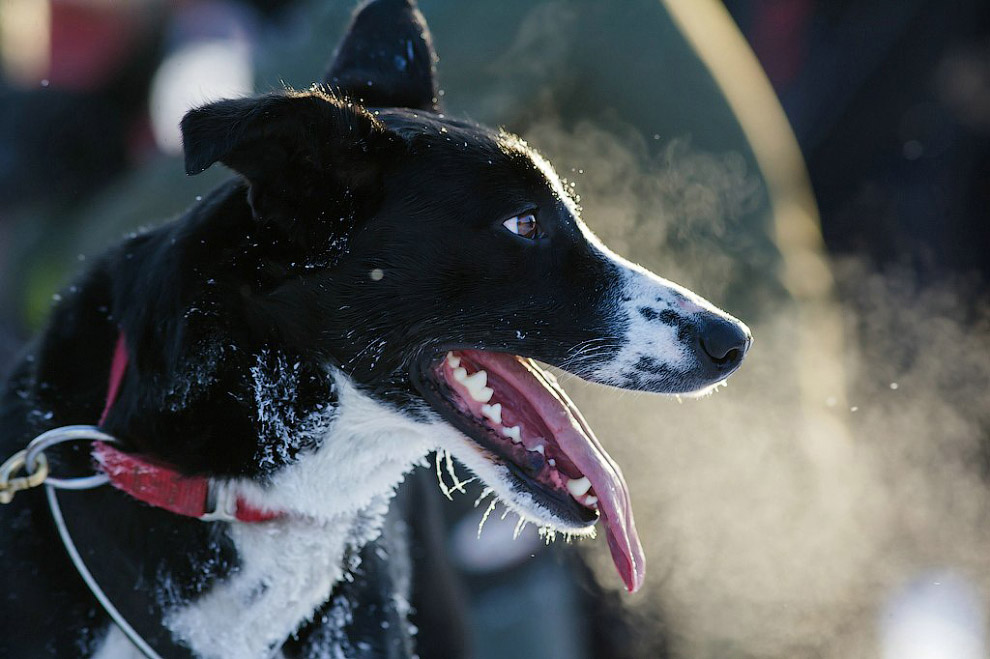 Гонка на собачьих упряжках «По земле Сампо»