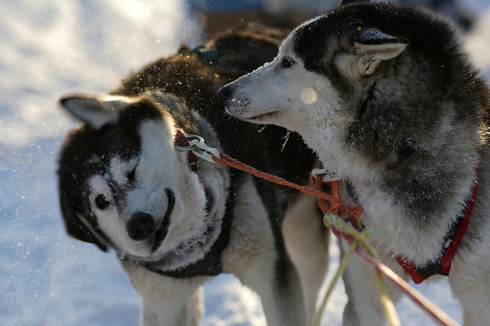 Гонка на собачьих упряжках «По земле Сампо»