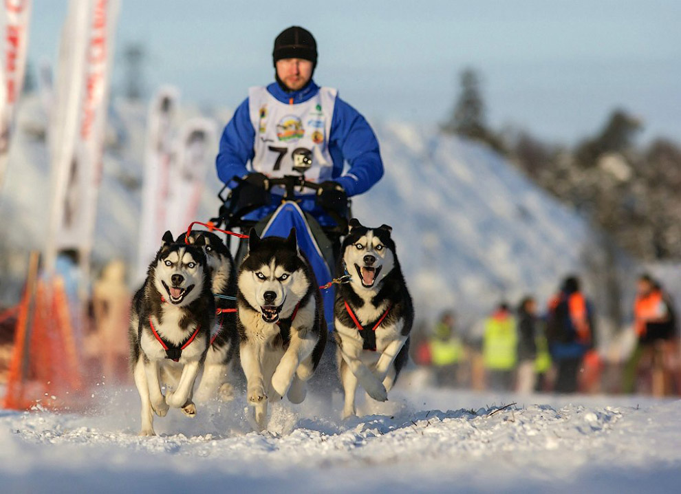 Гонка на собачьих упряжках «По земле Сампо»