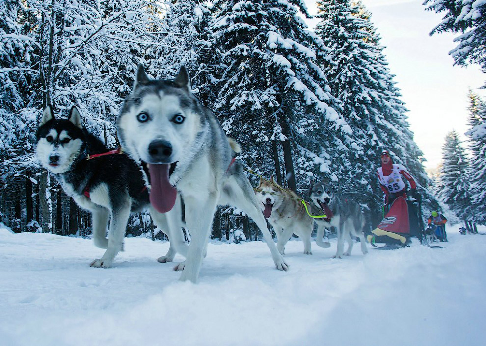 Гонка на собачьих упряжках «По земле Сампо»