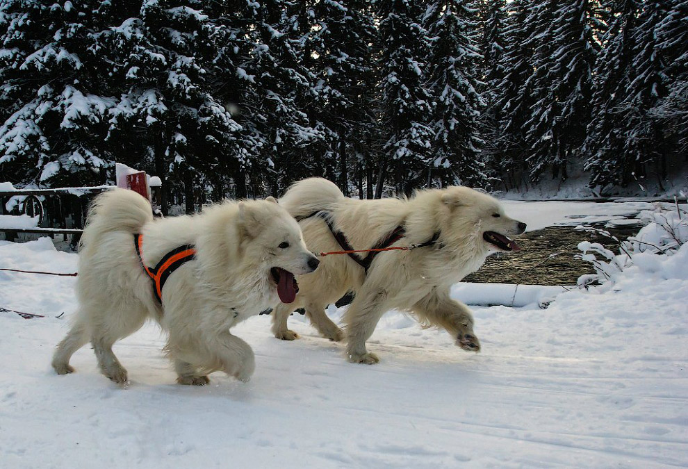 Гонка на собачьих упряжках «По земле Сампо»