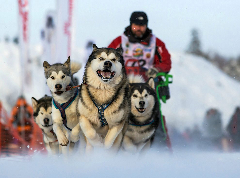 Гонка на собачьих упряжках «По земле Сампо»