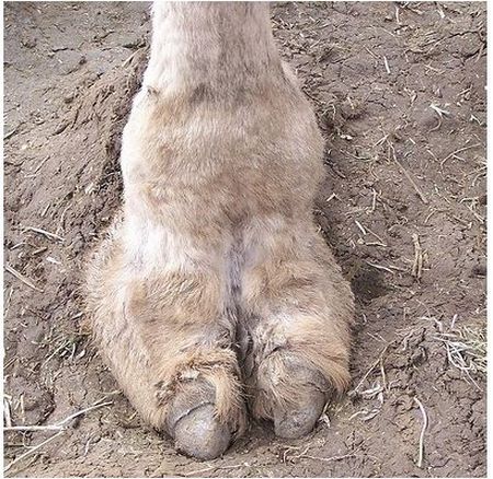 Верблюжьи лапки