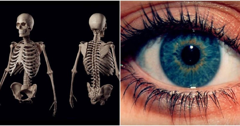 Поразительные тайны человеческого тела