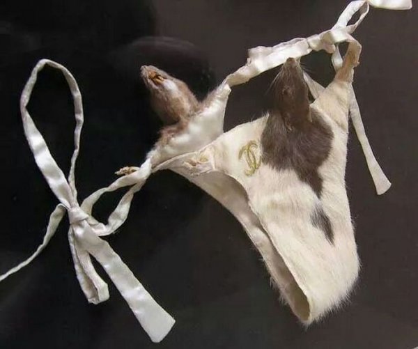 Прикольные картинки (106 фото)