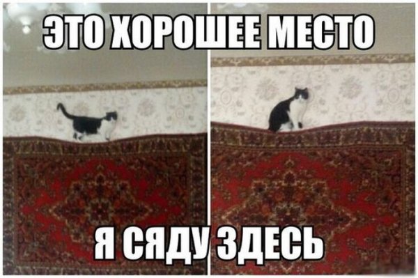 Прикольные картинки (106 фото)