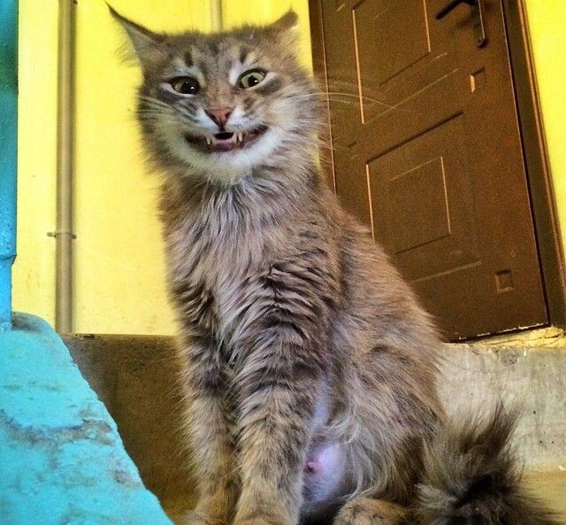 Прикольные картинки (106 фото)