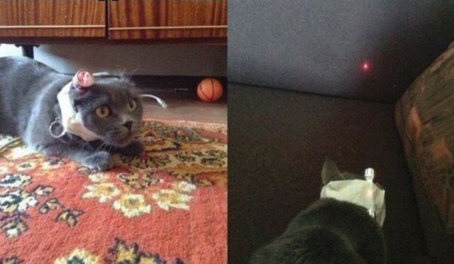 Прикольные картинки (106 фото)