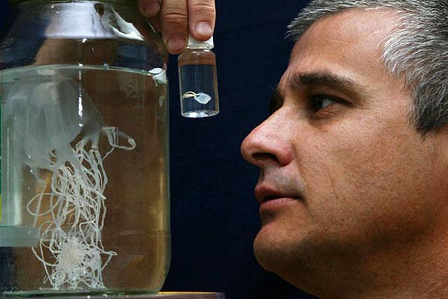 Маленькие, но смертельно опасные медузы Ируканджи Маленькие, но смертельно опасные медузы Ируканджи