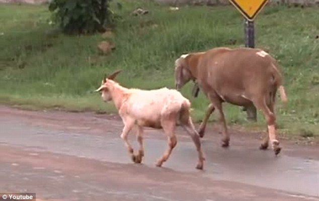 Злой козел в Бразилии нападает на людей